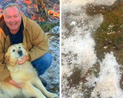 Golden Retriever Hailed A Hero Dog For Saving Owner From Freezing To Death