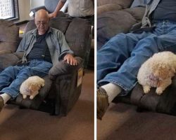 Grandpa Takes Dog To Furniture Store To Make Sure She Likes The Chair Too