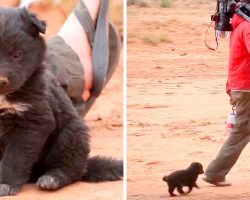 Hikers Find Hungry Puppy Dumped In Middle Of Desert, Puppy Was Living In A Tire