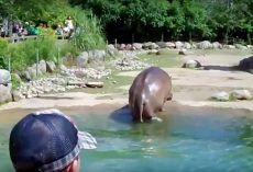 Hippo Unexpectedly Lets Out “Massive Fart” In Front Of The Zoo-Goers