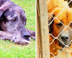 House Unanimously Passes Bill That Will Make Animal Cruelty A Federal Crime