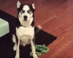 Husky Got A Scolding From Mom & Decided To Throw An ‘Oscar-Winning’ Tantrum