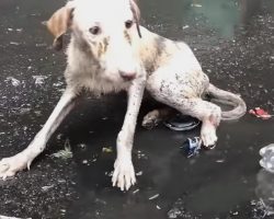 Dog Found Lying In Puddle Unable To Move As She Cried Out In Pouring Rain