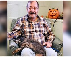 Old Shelter Dog Finally Felt Safe, Peacefully Drifted To Sleep In New Dad’s Lap