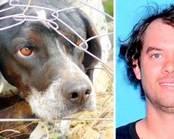 Shameless Monster Beats Pregnant Wife & Kicks Her Dog Repeatedly Before Fleeing