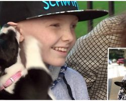 Boy Battling Cancer Who Admired Dogs During Chemo Finally Gets One Of His Own