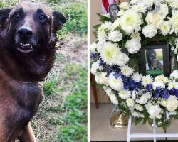 Heroic K-9 Officer Rambo Brutally Killed By Armed Robbery Suspect During Chase