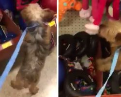 Puppy Mill Rescue Jumps On The Shelf While Picking Out Her First Toy