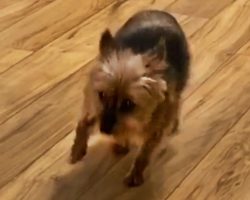Jealous Yorkie Devises Plan To Get Her Owner’s Attention