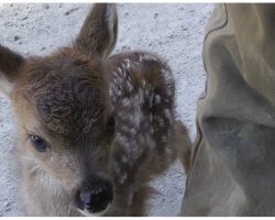 Lonely Baby Deer Approached By Logger And Mistaked Him For Her “Mama”