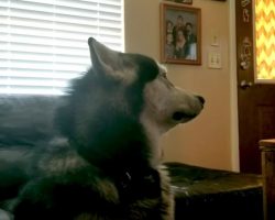 Mad Malamute Won’t Look At Mom After She Makes Him Get A Bath