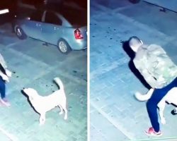 Man Having A Dance Party With A Stray Dog At Midnight Was Caught On Video