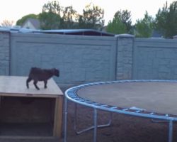 Mischievous Baby Goat Found A Trampoline, And Had The “Time Of His Life”