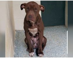 Shelter Dog On Death Row Shakes So Much In Kennel, People Just Walk Past Her