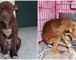 Shelter Dog Who Shook In Fear On Death Row Is Finally Heading To A Safe Place