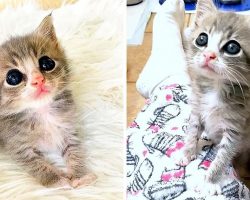 Orphan Kitten Is So Happy After Rescue, He Just Wants To Sit On Everyone’s Laps