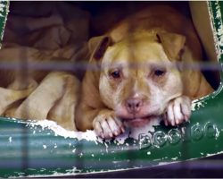 Old Dog No One Wanted, Her Body Giving Out, She Lays In Kennel And Holds On