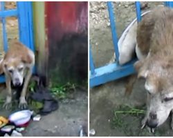 Old Dog With Fatal Wound Stuck In Gate And Everyone Walk Past & Not Care