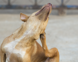 Oral Flea And Tick Medications Linked To Nerve Damage And Seizures