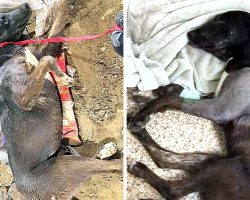Disgusting Owner Dumps Paralyzed Dog, Dog Was Buried Alive In Landfill For Weeks