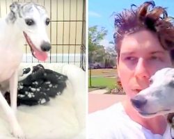 Owners Had Hoped For The Best & Go On Vacation, Returned And Found The Dog Sitter’s Video