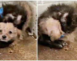 They Grip Each Other Tight In Corner Of Kill-Shelter On Disease Infested Floor