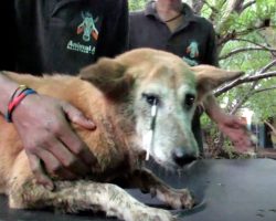 Rescuers Work To Save Dog With Porcupine Quill Piercing Her Eyelid