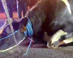 Pregnant Cow Desperate To Save Baby And Jumps Off Truck On The Way To Slaughterhouse
