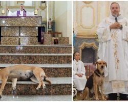 Priest Brings Stray Dogs Into His Church To Help Them Find Homes During Mass