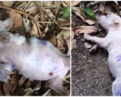 Puppy Got Sick From Dying Him Purple So They Left Him Alone To Die