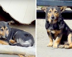 Sick Dog Kept Looking For Love Amongst Strangers, Gives Up And Cries All Alone