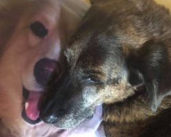 Heartbroken Dog Won’t Stop Cuddling Pillow Of His Late Brother’s Face