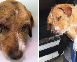 Sweet Dog Was Taken, Tied Down And Shot Over 100 Times, But A “Guardian Angel” Showed Up