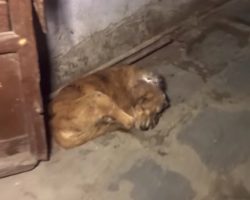 Rescuers Find Stray Hiding With A Powdered Wound On His Head