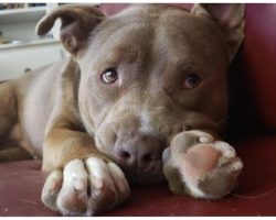 13 Pit Bulls Who Prove That Their Stereotypes Are Just. Dead. Wrong.