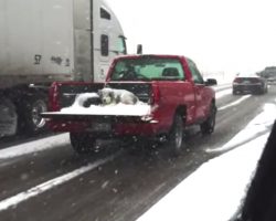 Dog Seen Covered In Snow In An Open Truck Bed Driving Down The Road