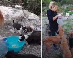 Girl Gave Everything Up To Help A Bunch Of Stray Dogs In Need