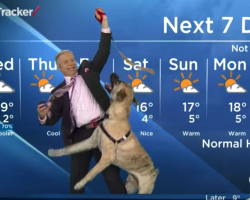 Weatherman Found Himself In A Pickle While Trying To Read The Local Forecast