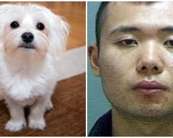 Man Kills Girlfriend’s Senior Dog After She Said She Loved The Dog More Than Him