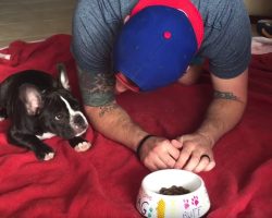French Bulldog Puppy Squats Down With Dad To Pray Before Meal