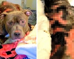 Monster Poured Hot Chemicals On Dog’s Spine, He Cried 24/7 With Painful Burns