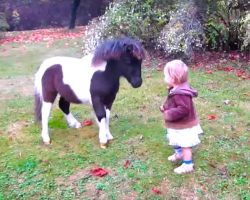 One Year Old Baby Running and Playing with Miniature Horse