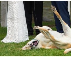 10 Dogs Who Probably Shouldn’t Get An Invitation To Your Wedding
