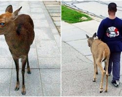 10-Year-Old Boy Helps A Blind Deer Find Food Every Day Before School