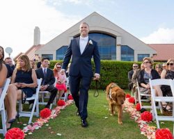 Service Dog As The Best Man Of The Wounded Veteran In His Wedding