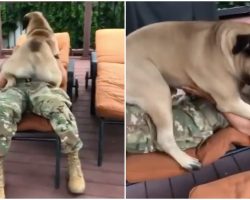 160-Lb Pup Proved He’s A Mush When He Sees Army Brother For First Time In Months