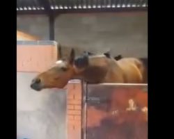 Horse Watches His Trainer Dance Away To ‘All About That Bass’, Then Follows Suit