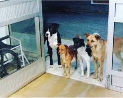 4 Stray Dogs Wait At Hospital Door When Homeless Man They Love Gets Sick