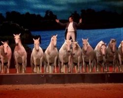 “Eyes In Air”: Breathtaking and Amazing Lorenzo International Horse Show