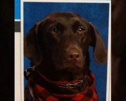 Service Dog Given Own Spot In Elementary School Yearbook